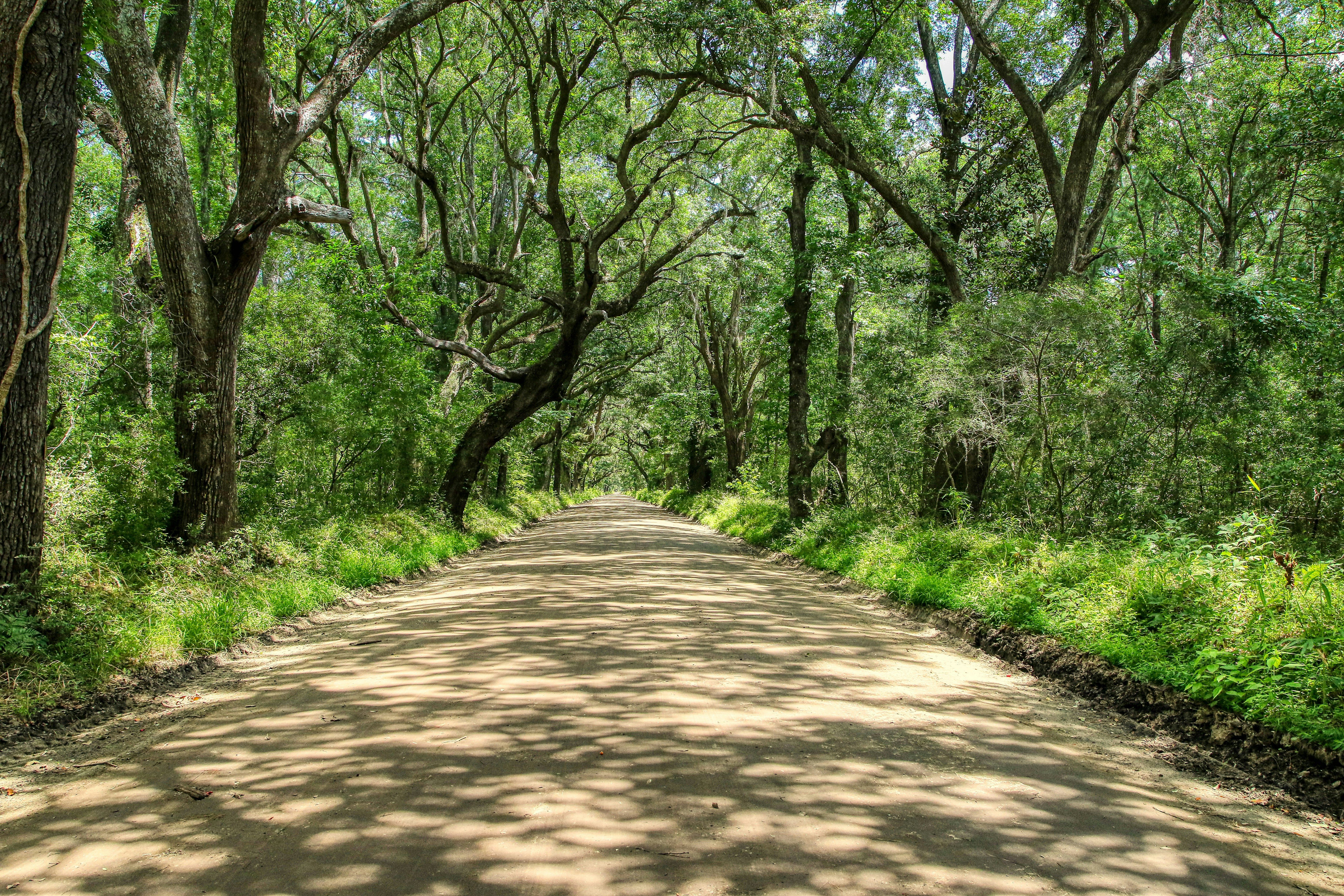 brown pathway between green grass and trees during daytime